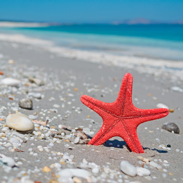 Red Sea Star And Blue Water